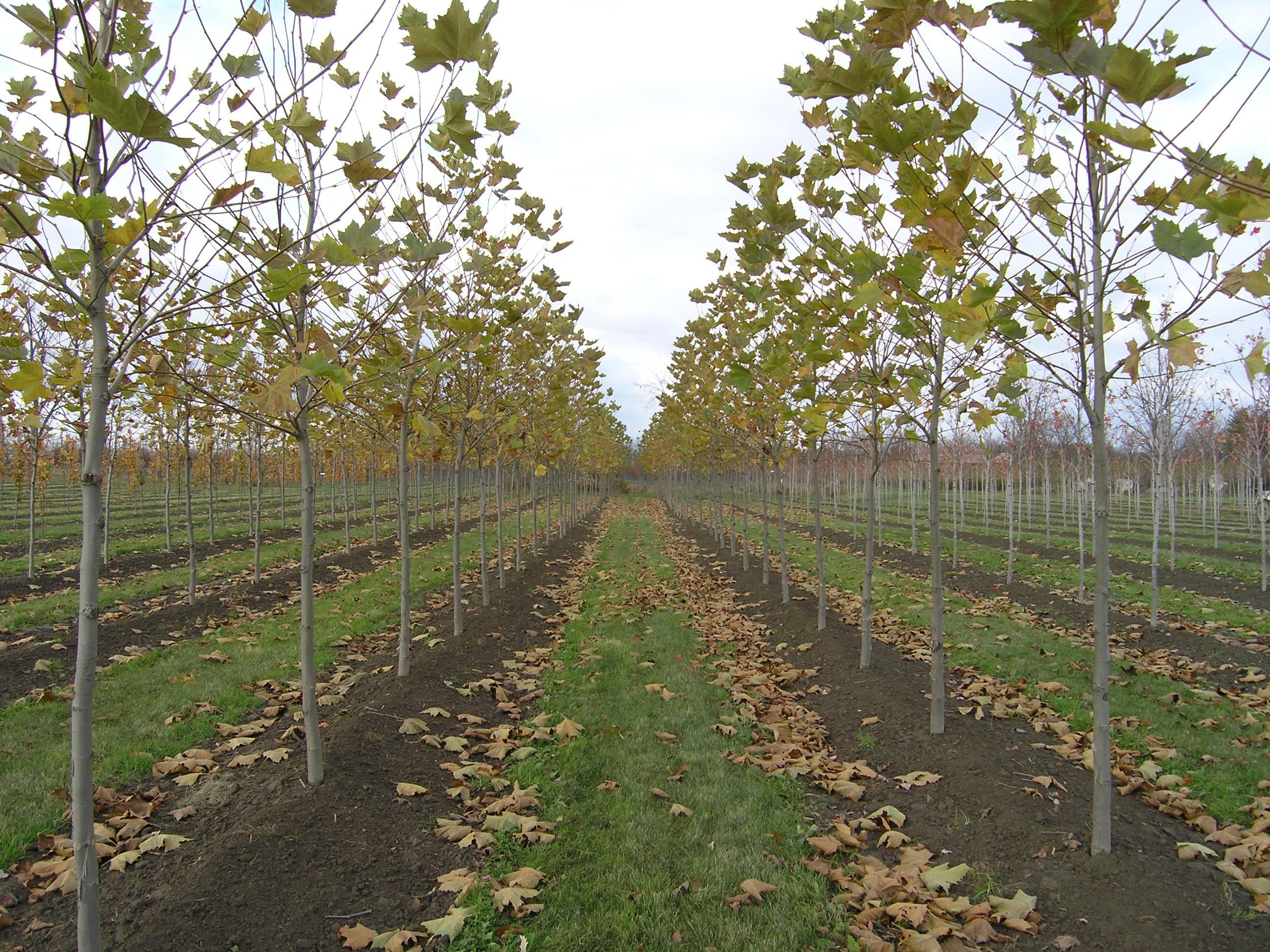 Platanus x acerifolia